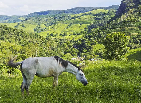 Brazil, State of Minas Gerais, Heliodora, Landscape with a White Horse