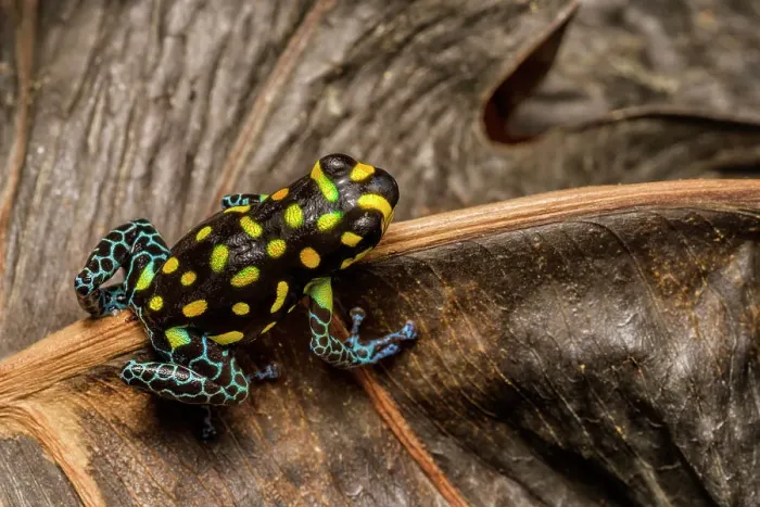 Framed Print : Brazilian Poison Frog, also known as the Spotted Poison Frog (Ranitomeya vanzolinii) - captive bred Framed Print : Brazilian Poison Frog, also known as the Spotted Poison Frog (Ranitomeya vanzolinii) - captive bred