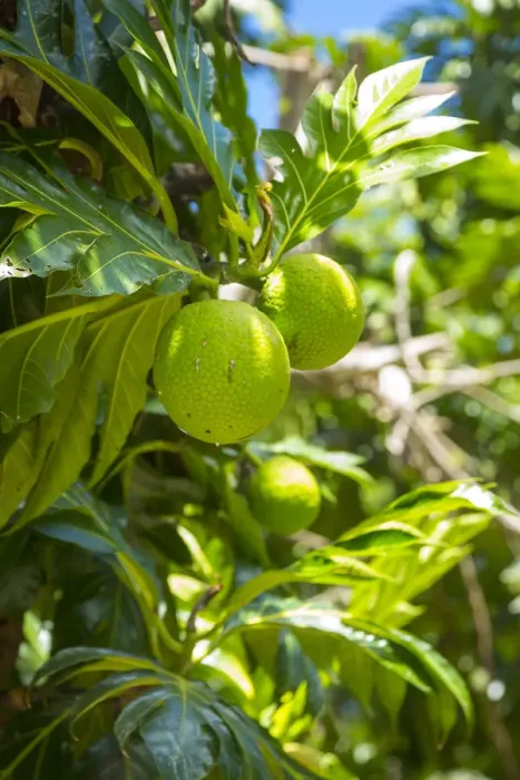 Framed Print : Bread Fruit, La Digue, Seychelles Framed Print : Bread Fruit, La Digue, Seychelles