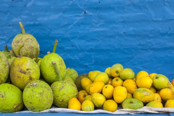 Framed Print : Bread Fruit & Mangos, , Morant Bay, St. Thomas Parish, Jamaica, Caribbean Framed Print : Bread Fruit & Mangos, , Morant Bay, St. Thomas Parish, Jamaica, Caribbean