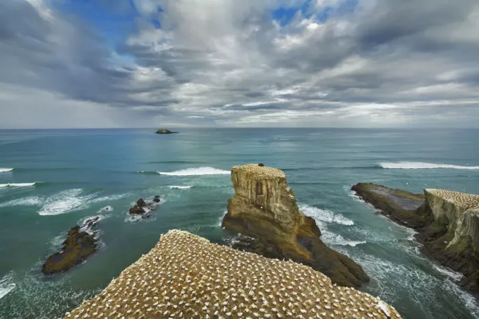 Framed Print : Breeding colony northern gannets at Muriwai Beach - New Zealand, North Island, Auckland Framed Print : Breeding colony northern gannets at Muriwai Beach - New Zealand, North Island, Auckland