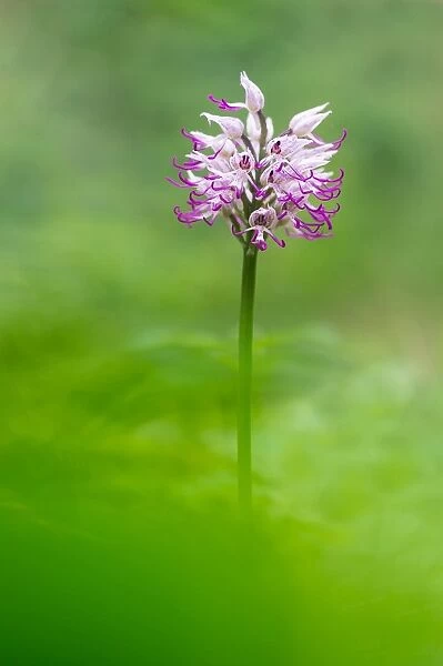 Brescia, Lombardy, Italy. An orchid Orchis Simia spontaneous recovery in Brescia
