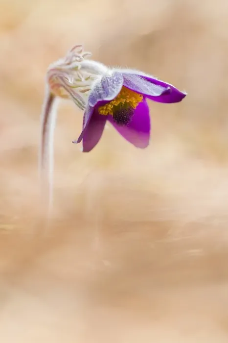 Framed Print : Brescia, Lombardy, Italy. The Pulsatilla is one of the first flowers blooming in Framed Print : Brescia, Lombardy, Italy. The Pulsatilla is one of the first flowers blooming in