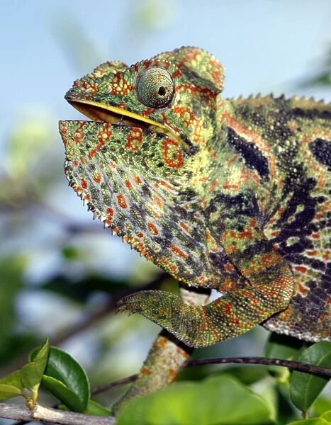 A brightly coloured chameleon