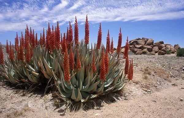 Brilliant red aloe (aloe namibensis) with low lying kopje in background