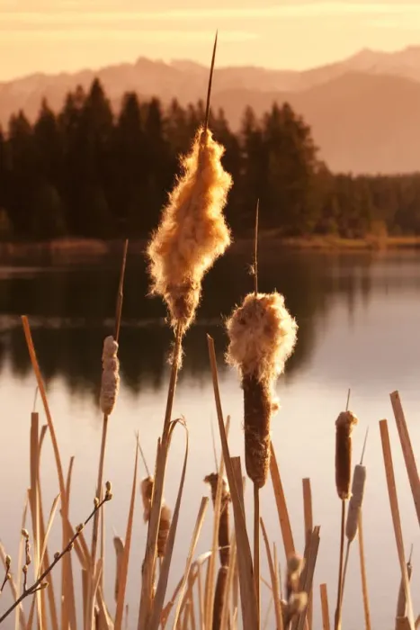 Framed Print : British Columbia, Canada. Sunrise on cattails in pond