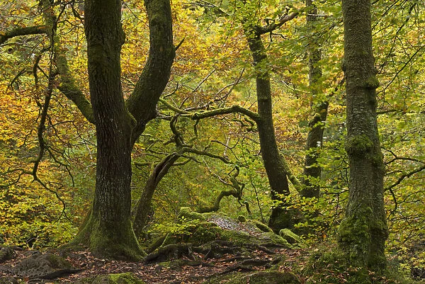 Broadleaf woodland with colourful autumn foliage, Ambleside, Lake District, Cumbria