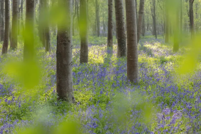 Framed Print : Broadleaved woodland in spring with Bluebells (Endymion non-scriptus)
