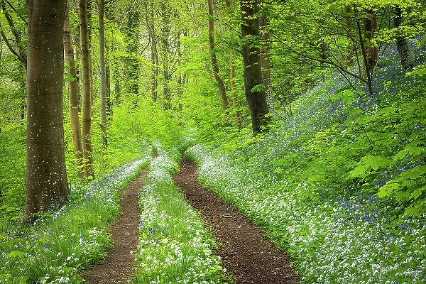 Broadleaved woodland in springtime with ramsons and bluebells, Milton Abbas, Abbas, Dorset, England, UK