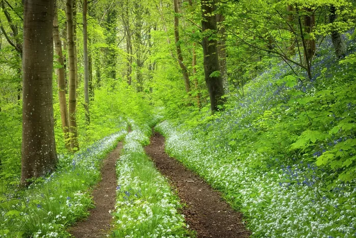 Framed Print : Broadleaved woodland in springtime with ramsons and bluebells, Milton Abbas, Abbas, Dorset, England, UK Framed Print : Broadleaved woodland in springtime with ramsons and bluebells, Milton Abbas, Abbas, Dorset, England, UK