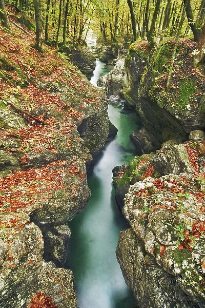 Brook gorge and beech leaves in autumn - Slovenia, Gorenjska, Bohinjsko Jezero