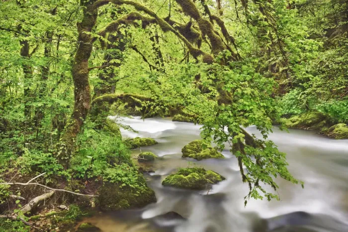 Framed Print : Brook in moss covered beech forest - France, Bourgogne-Franche-Comte, Doubs, Pontarlier Framed Print : Brook in moss covered beech forest - France, Bourgogne-Franche-Comte, Doubs, Pontarlier