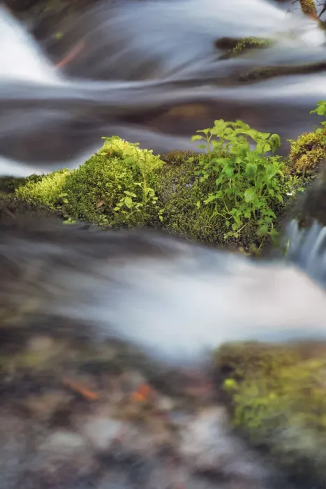 Framed Print : Brook with moss covered branches - USA, Washington, Skamania, Mount Adams Framed Print : Brook with moss covered branches - USA, Washington, Skamania, Mount Adams