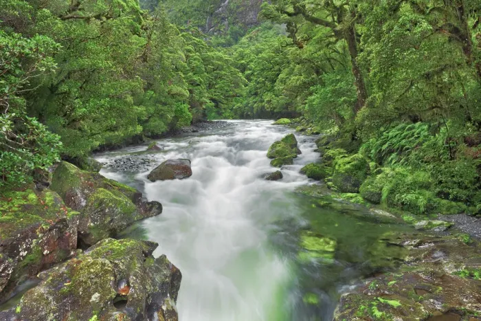 Framed Print : Brook in rainforest - New Zealand, South Island, Southland, Fiordland, Cleddau River Framed Print : Brook in rainforest - New Zealand, South Island, Southland, Fiordland, Cleddau River