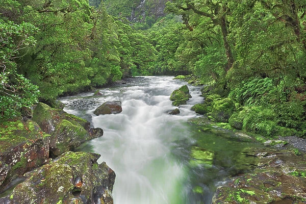 Brook in rainforest - New Zealand, South Island, Southland, Fiordland, Cleddau River