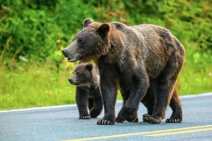 Framed Print : Brown bear, grizzly bear (Ursus arctos) Family, Haines, Alaska, USA Framed Print : Brown bear, grizzly bear (Ursus arctos) Family, Haines, Alaska, USA