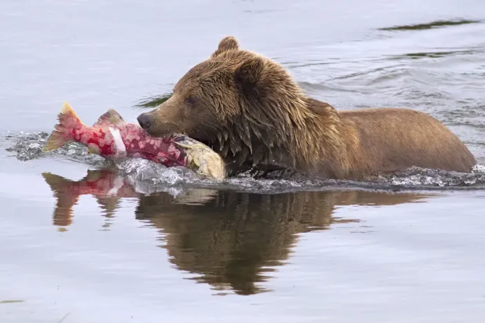 Framed Print : Brown bear with sockeye salmon, Katmai national park, Alaska