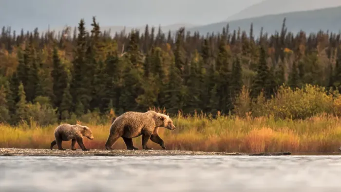 Framed Print : Brown bear (Ursus arctos alascensis), Brooks Lake, Katmai National Park and Preserve Framed Print : Brown bear (Ursus arctos alascensis), Brooks Lake, Katmai National Park and Preserve