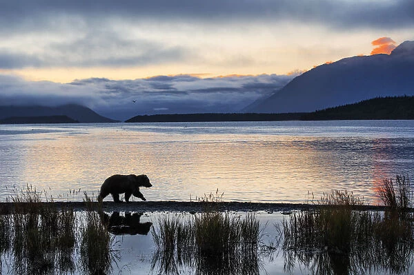 Brown bear (Ursus arctos alascensis), Brooks Lake, Katmai National Park and Preserve
