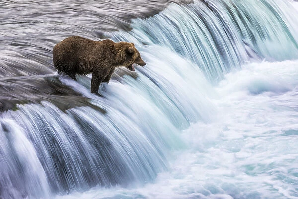 Brown bear (Ursus arctos alascensis), Brooks Lake, Katmai National Park and Preserve