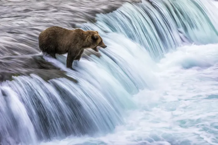 Framed Print : Brown bear (Ursus arctos alascensis), Brooks Lake, Katmai National Park and Preserve Framed Print : Brown bear (Ursus arctos alascensis), Brooks Lake, Katmai National Park and Preserve