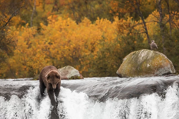 Brown bear (Ursus arctos alascensis), Brooks falls, Katmai National Park and Preserve