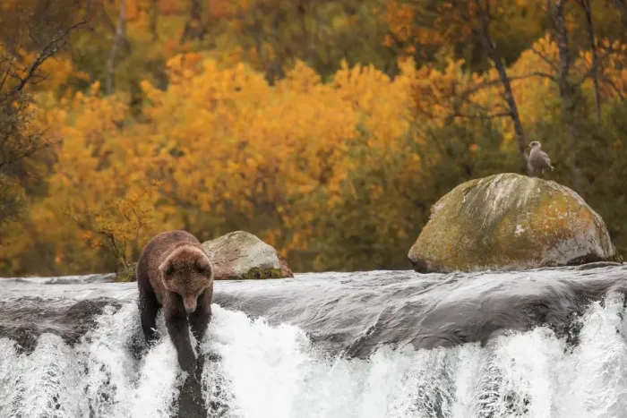Framed Print : Brown bear (Ursus arctos alascensis), Brooks falls, Katmai National Park and Preserve Framed Print : Brown bear (Ursus arctos alascensis), Brooks falls, Katmai National Park and Preserve