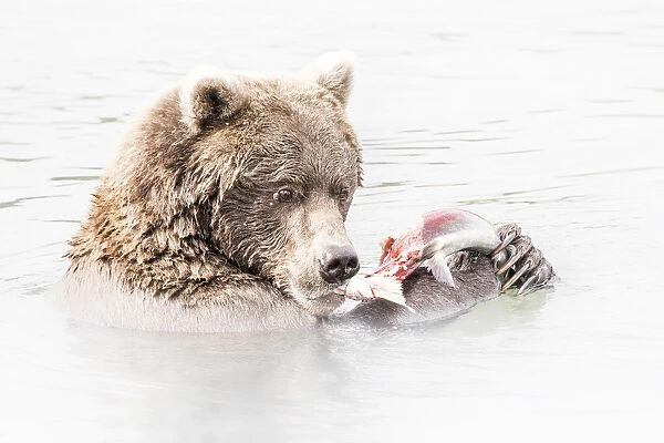 Brown bear (Ursus arctos alascensis), Brooks river, Katmai National Park and Preserve