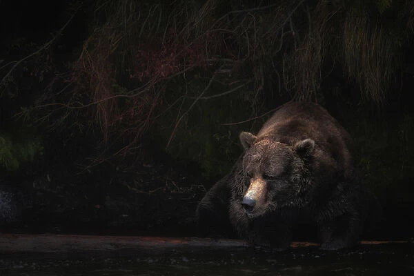 Brown bear (ursus arctos horribilis) fishing for salmon at the brooks falls, brooks river