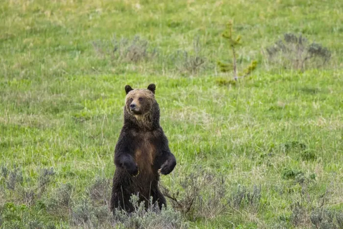 Framed Print : Brown bear, Yellowstone National Park, Wyoming, USA Framed Print : Brown bear, Yellowstone National Park, Wyoming, USA