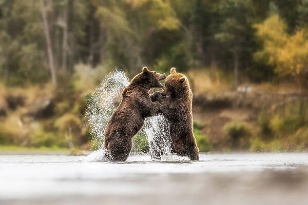 Brown bears fighting in Katmai National Park, Alaska