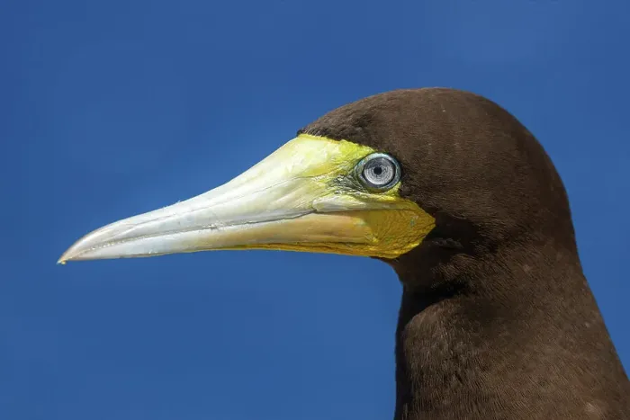 Framed Print : Brown Booby (Sula leucogaster), Cayman Brac, Cayman Islands, British West Indies Framed Print : Brown Booby (Sula leucogaster), Cayman Brac, Cayman Islands, British West Indies