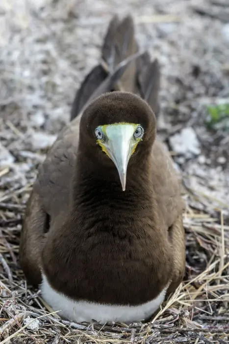 Framed Print : Brown Booby (Sula leucogaster), Cayman Brac, Cayman Islands, British West Indies Framed Print : Brown Booby (Sula leucogaster), Cayman Brac, Cayman Islands, British West Indies