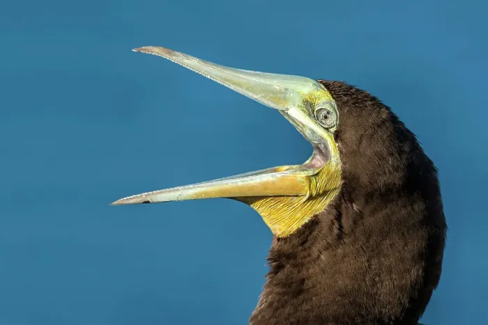 Framed Print : Brown Booby (Sula leucogaster), Cayman Brac, Cayman Islands, British West Indies Framed Print : Brown Booby (Sula leucogaster), Cayman Brac, Cayman Islands, British West Indies