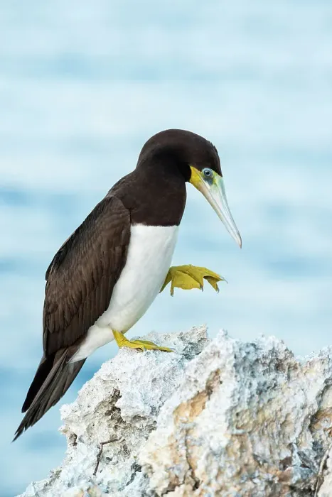 Framed Print : Brown Booby (Sula leucogaster), Cayman Brac, Cayman Islands, British West Indies Framed Print : Brown Booby (Sula leucogaster), Cayman Brac, Cayman Islands, British West Indies