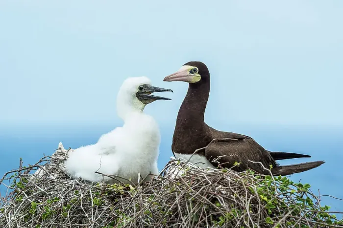 Framed Print : Brown Booby (Sula leucogaster), Cayman Brac, Cayman Islands, British West Indies Framed Print : Brown Booby (Sula leucogaster), Cayman Brac, Cayman Islands, British West Indies