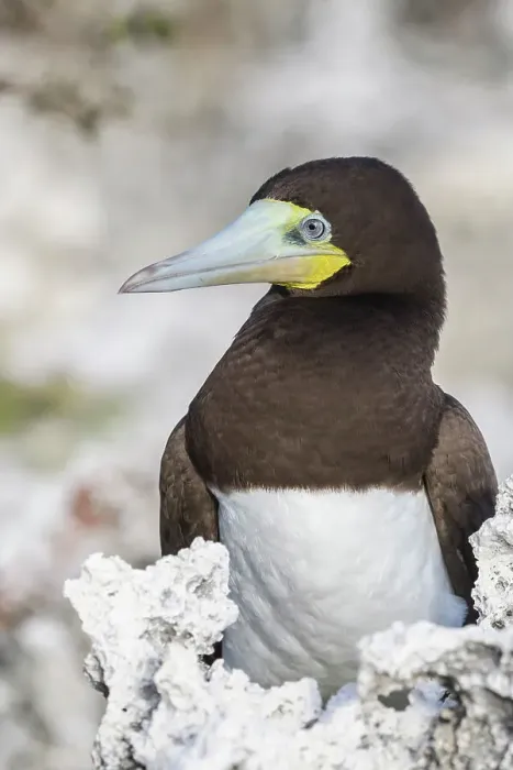 Framed Print : Brown Booby (Sula leucogaster), Cayman Brac, Cayman Islands, British West Indies Framed Print : Brown Booby (Sula leucogaster), Cayman Brac, Cayman Islands, British West Indies