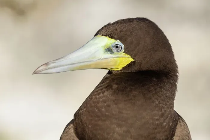 Framed Print : Brown Booby (Sula leucogaster), Cayman Brac, Cayman Islands, British West Indies Framed Print : Brown Booby (Sula leucogaster), Cayman Brac, Cayman Islands, British West Indies