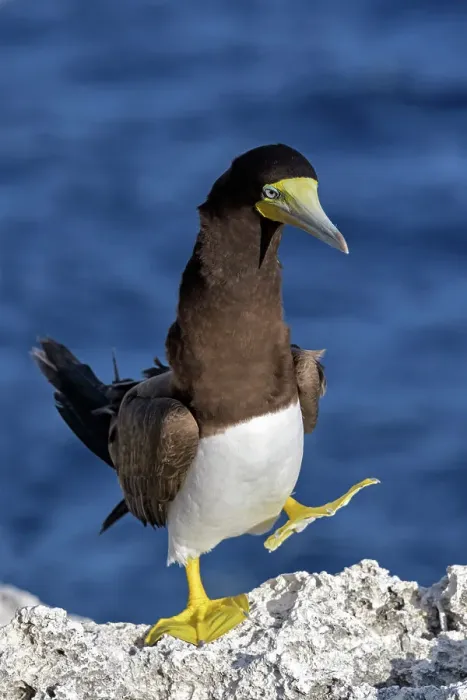 Framed Print : Brown Booby (Sula leucogaster), Cayman Brac, Cayman Islands, British West Indies Framed Print : Brown Booby (Sula leucogaster), Cayman Brac, Cayman Islands, British West Indies