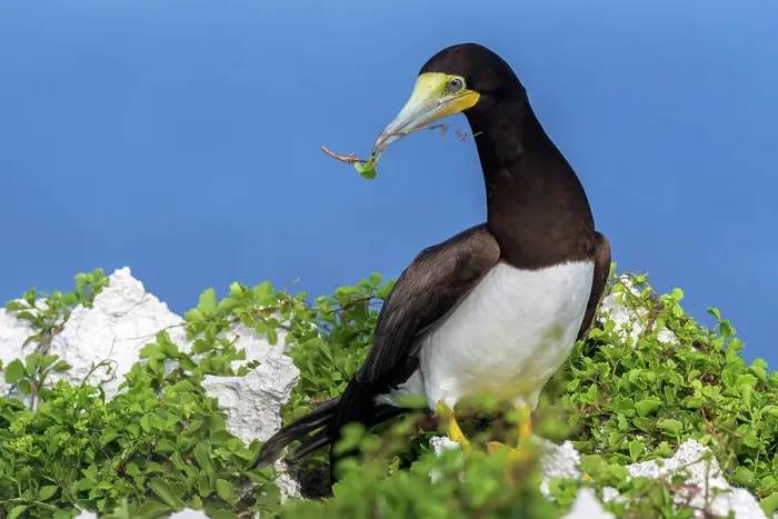 Framed Print : Brown Booby (Sula leucogaster), Cayman Brac, Cayman Islands, British West Indies Framed Print : Brown Booby (Sula leucogaster), Cayman Brac, Cayman Islands, British West Indies