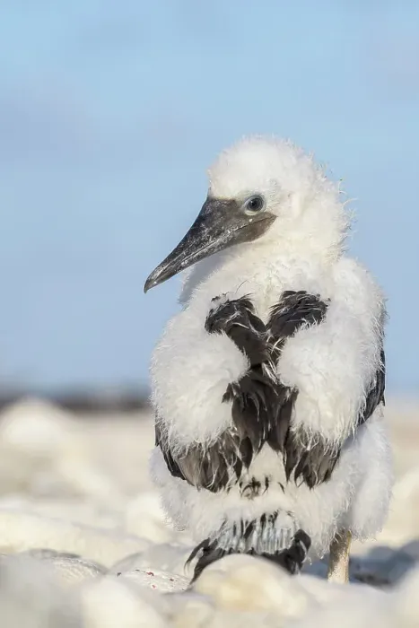 Framed Print : Brown Booby (Sula leucogaster) chick, Cayman Brac, Cayman Islands, British West Indies Framed Print : Brown Booby (Sula leucogaster) chick, Cayman Brac, Cayman Islands, British West Indies