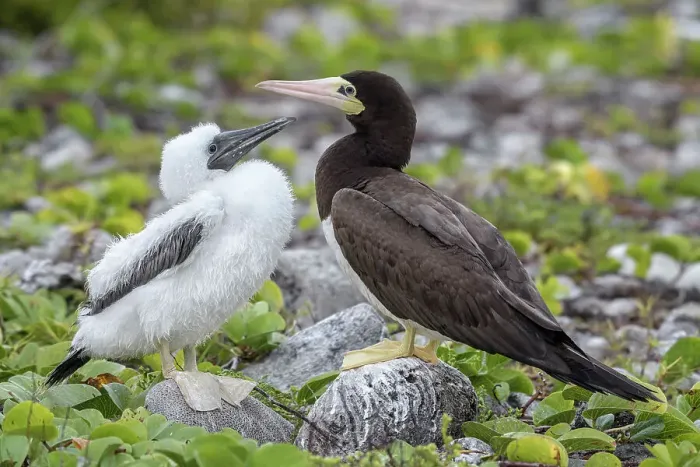 Framed Print : Brown Booby (Sula leucogaster) with chick at the nest, Cayman Brac, Cayman Islands, British West Indies Framed Print : Brown Booby (Sula leucogaster) with chick at the nest, Cayman Brac, Cayman Islands, British West Indies