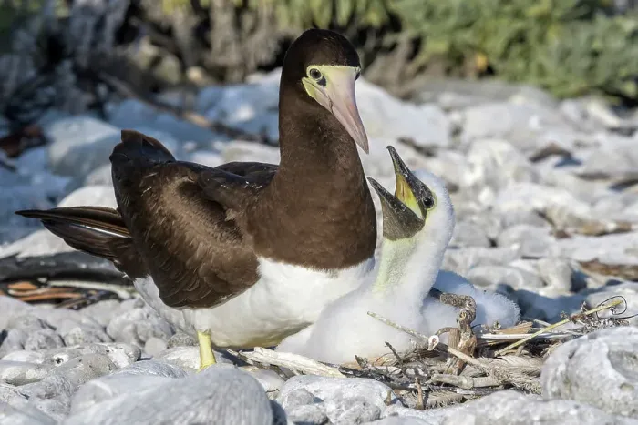 Framed Print : Brown Booby (Sula leucogaster) with chick at the nest, Cayman Brac, Cayman Islands, British West Indies