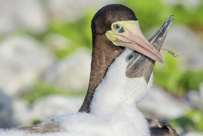 Framed Print : Brown Booby (Sula leucogaster) with chick at the nest, Cayman Brac, Cayman Islands, British West Indies Framed Print : Brown Booby (Sula leucogaster) with chick at the nest, Cayman Brac, Cayman Islands, British West Indies