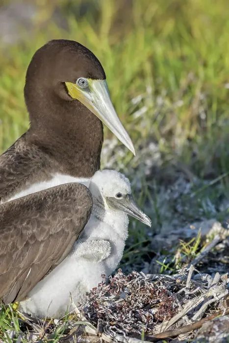 Framed Print : Brown Booby (Sula leucogaster) with chick at the nest, Cayman Brac, Cayman Islands, British West Indies Framed Print : Brown Booby (Sula leucogaster) with chick at the nest, Cayman Brac, Cayman Islands, British West Indies