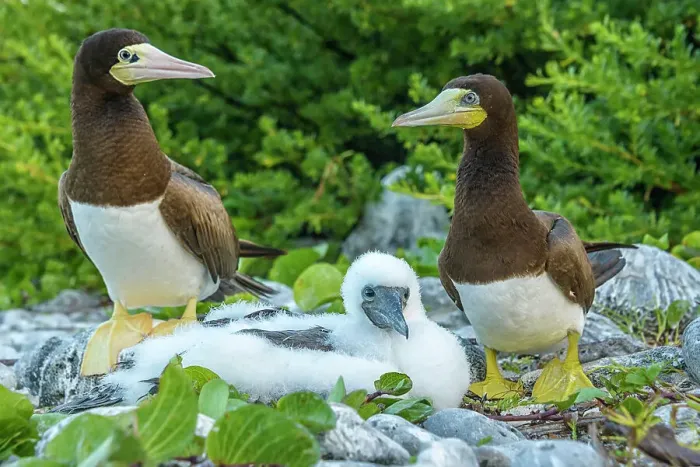 Framed Print : Brown Booby (Sula leucogaster) with chick at the nest, Cayman Brac, Cayman Islands, British West Indies Framed Print : Brown Booby (Sula leucogaster) with chick at the nest, Cayman Brac, Cayman Islands, British West Indies