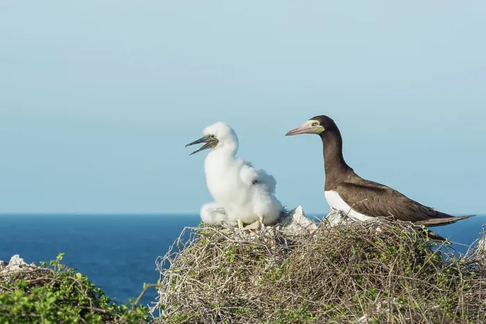 Framed Print : Brown Booby (Sula leucogaster) with chick at the nest, Cayman Brac, Cayman Islands, British West Indies Framed Print : Brown Booby (Sula leucogaster) with chick at the nest, Cayman Brac, Cayman Islands, British West Indies