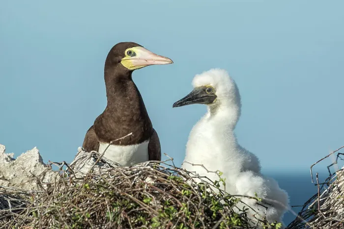 Framed Print : Brown Booby (Sula leucogaster) with chick at the nest, Cayman Brac, Cayman Islands, British West Indies