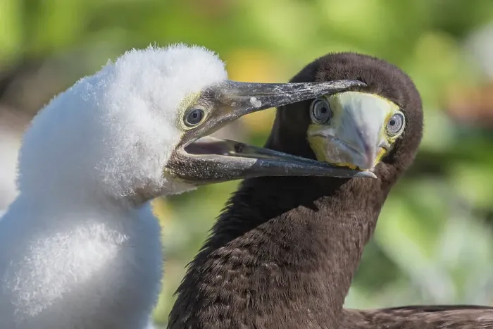 Framed Print : Brown Booby (Sula leucogaster) chick pestering male for a feeding, Cayman Brac, Cayman Islands, British West Indies Framed Print : Brown Booby (Sula leucogaster) chick pestering male for a feeding, Cayman Brac, Cayman Islands, British West Indies