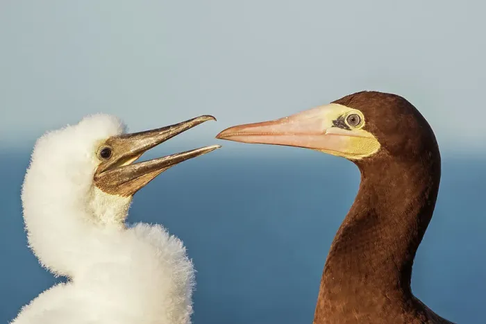 Framed Print : Brown Booby (Sula leucogaster) female with chcik at the nest, Cayman Brac, Cayman Islands, British West Indies